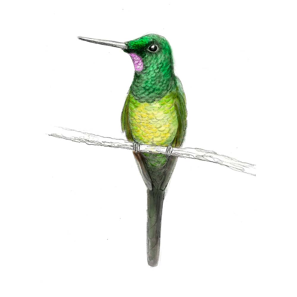 pecil sketch illustration with Photoshop coloring Empress Brilliant Hummingbird Jeanne Melchels