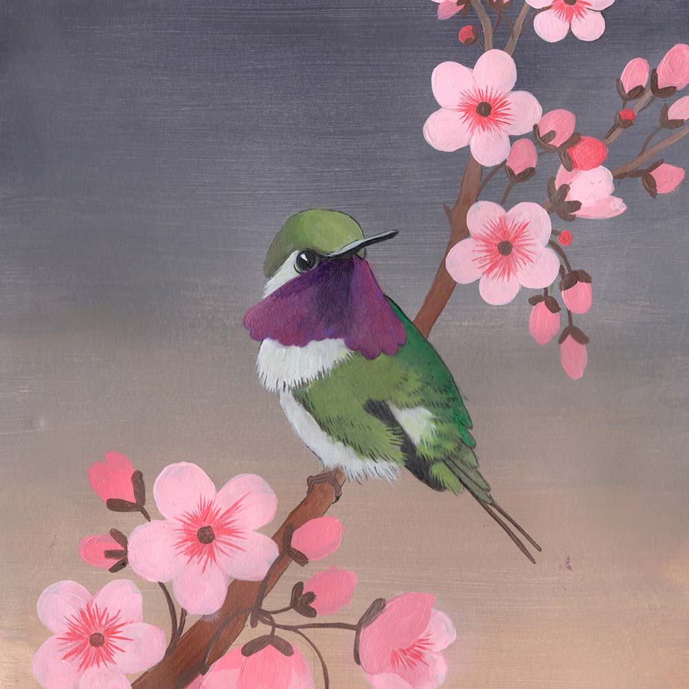 acryl paint illustration Esmeraldas woodstar hummingbird Jeanne Melchels