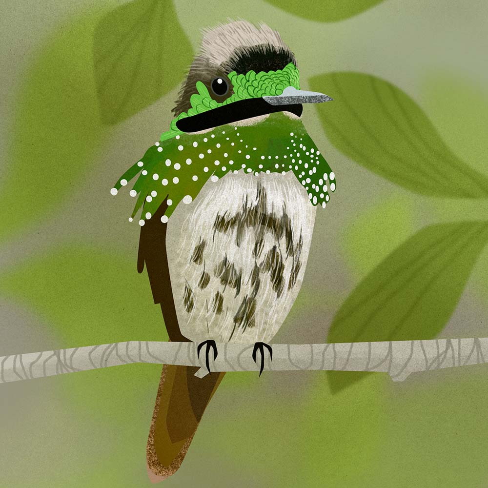 realistic digital Photoshop illustration Festive Coquette Hummingbird Jeanne Melchels