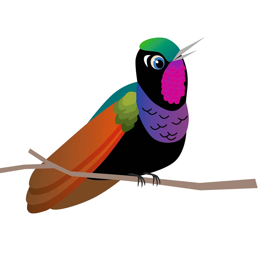 digital illustration Garnet-throated Hummingbird Jeanne Melchels