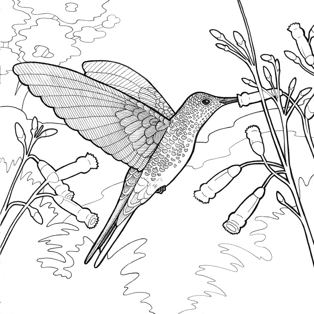 fineliner pen coloring page illustration Giant hummingbird Jeanne Melchels
