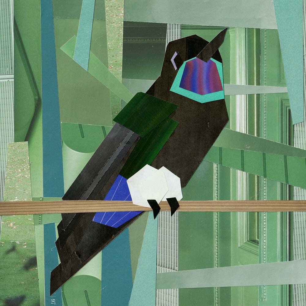 Cubism collage illustration Gorgeted Puffleg Hummingbird Jeanne Melchels