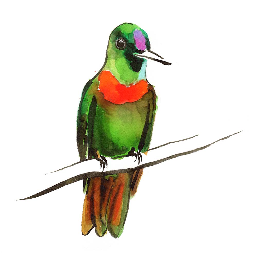 colored ink ecoline illustration Goulds jewelfront hummingbird Jeanne Melchels