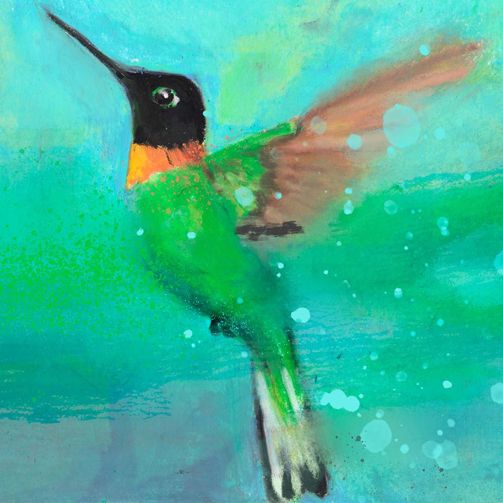 oil pastel illustration Gould's Inca Hummingbird Jeanne Melchels
