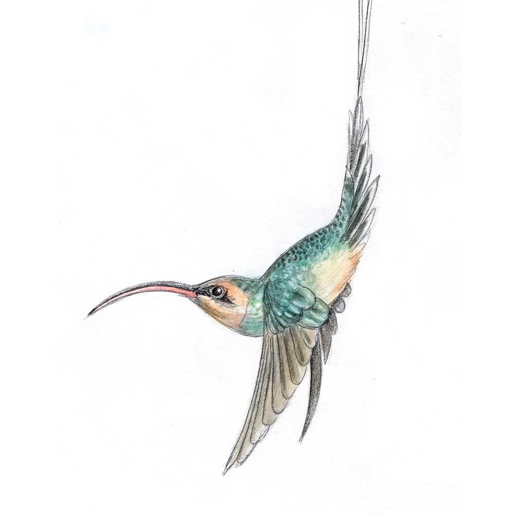 pecil sketch illustration with Photoshop coloring Green hermit hummingbird Jeanne Melchels