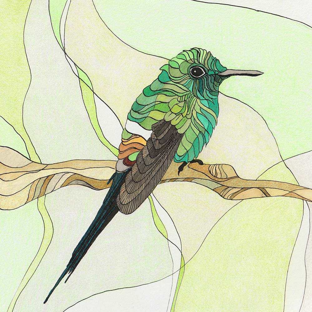 indian ink and marker illustration Green Thorntail Hummingbird Jeanne Melchels