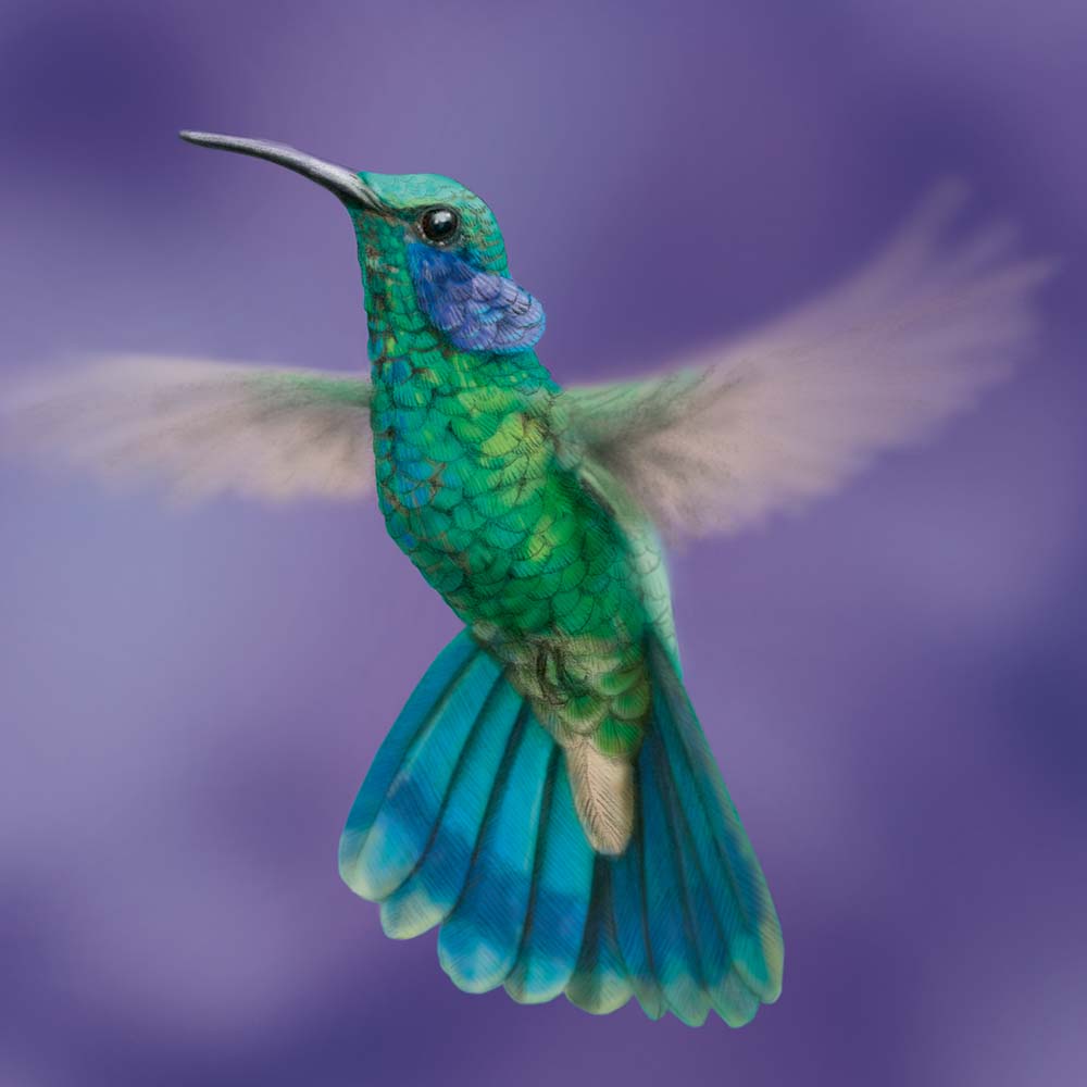 realistic pecil illustration with Photoshop coloring Green Violet-ear Hummingbird Jeanne Melchels