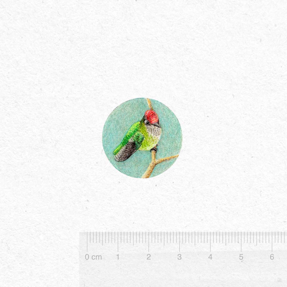 colored pencils miniature illustration Green-backed firecrown hummingbird Jeanne Melchels