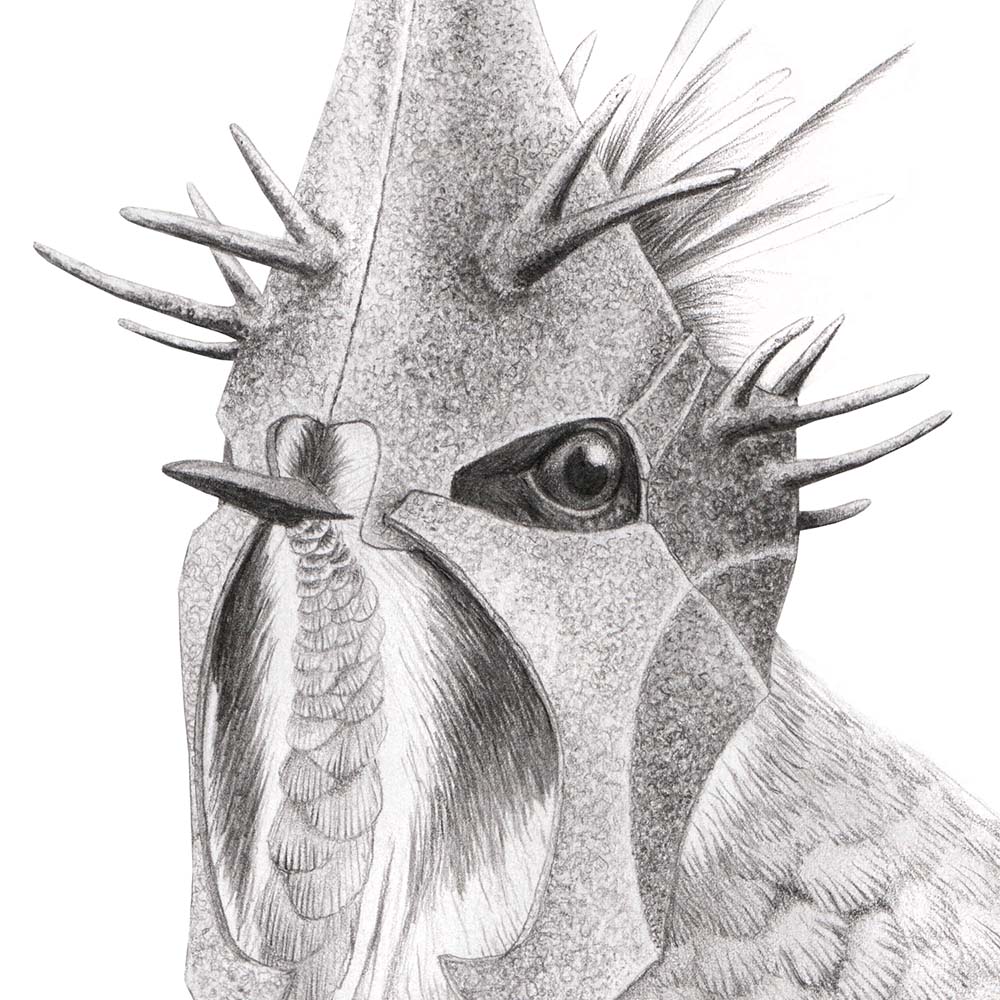 pencil portrait illustration Green-bearded Helmetcrest Hummingbird Middle Earth Witchking of Angmar helmet Jeanne Melchels