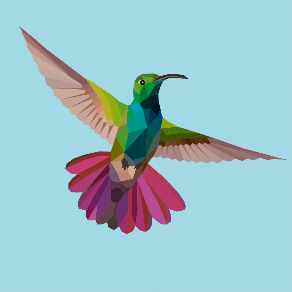 digital illustration Green breasted mango hummingbird Jeanne Melchels