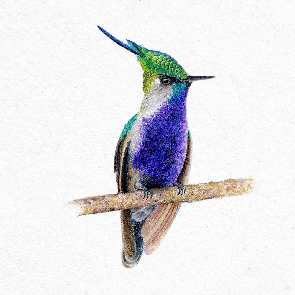 realistic colored pastel pencil illustration Green-crowned plovercrest hummingbird  Jeanne Melchels