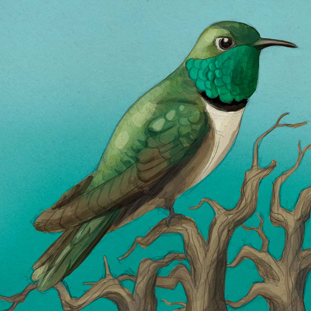 Digital Procreate illustration 162 • Green-headed Hillstar Hummingbird Jeanne Melchels