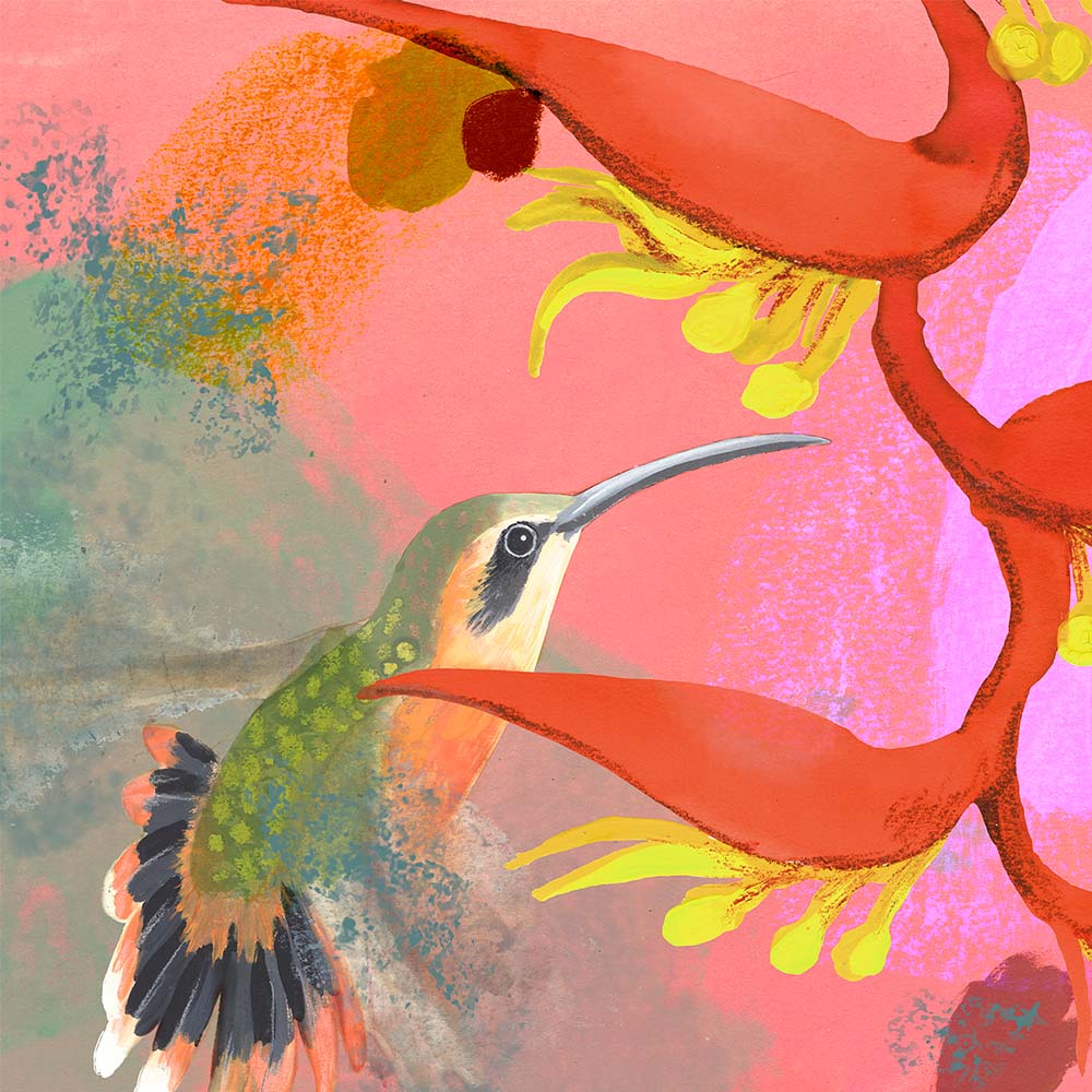 mixed media illustration Gray-chinned Hermit Hummingbird Jeanne Melchels