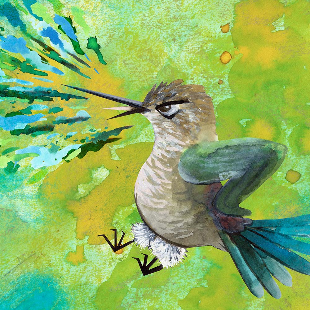 mixed media illustration Hoary Puffleg Hummingbird Jeanne Melchels