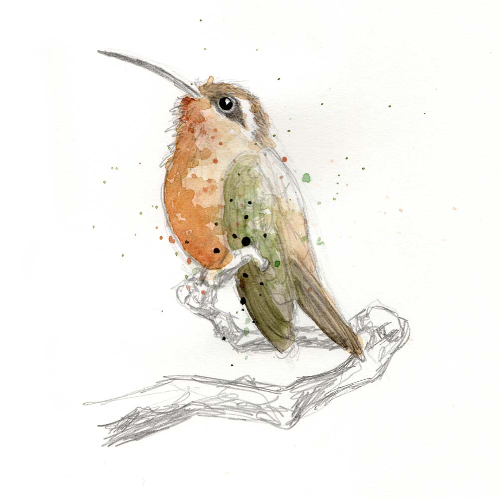watercolor illustration Hook-billed hermit hummingbird Jeanne Melchels