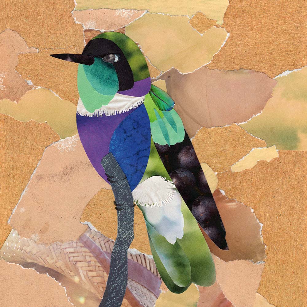 collage illustration Hyacinth visorbearer Hummingbird Jeanne Melchels