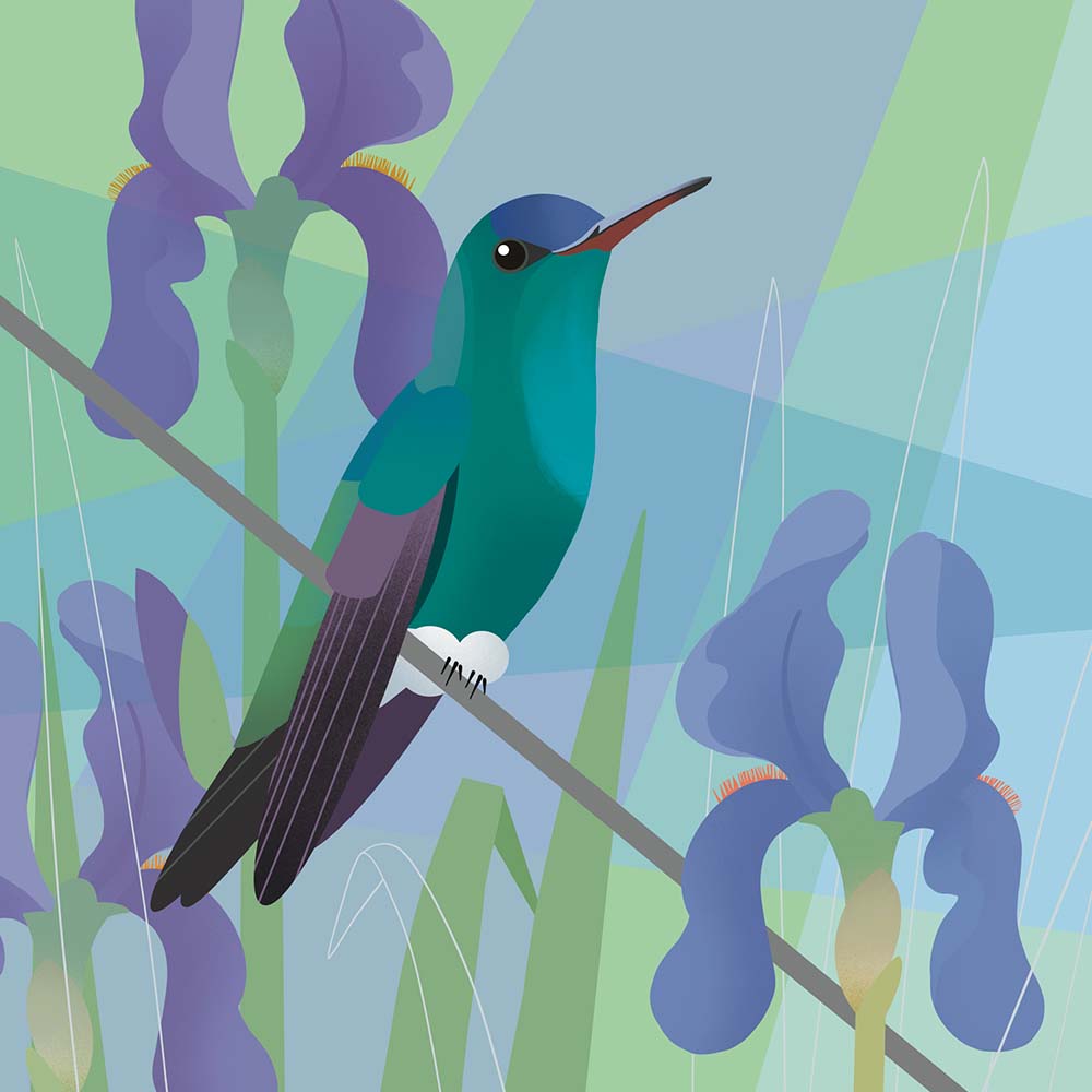 digital illustration 184 • Indigo-capped Hummingbird Jeanne Melchels