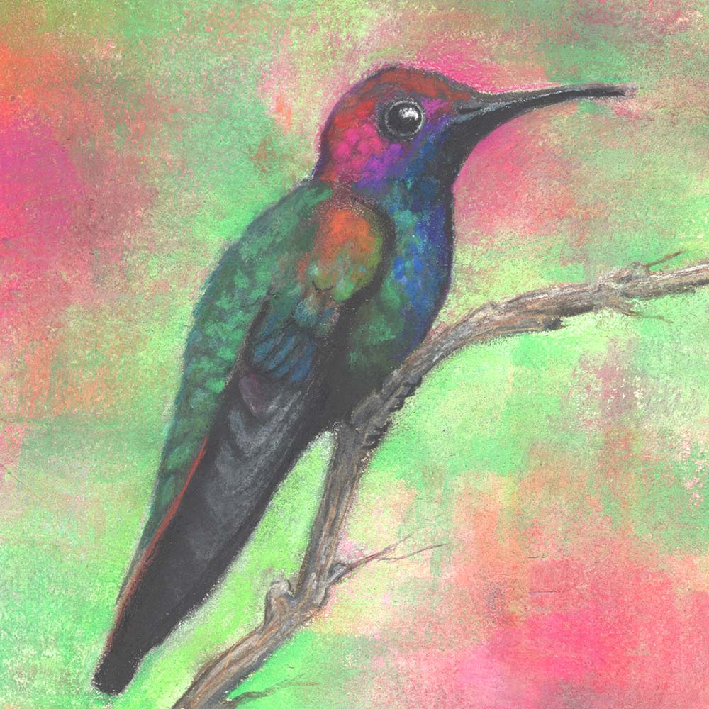 chalk pastel illustration Jamaican mango hummingbird Jeanne Melchels