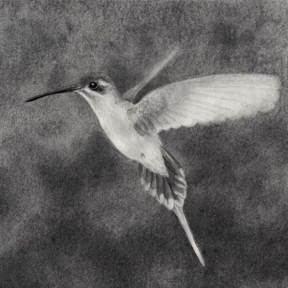 charcoal and graphite illustration Koepcke's-hermit Hummingbird Jeanne Melchels