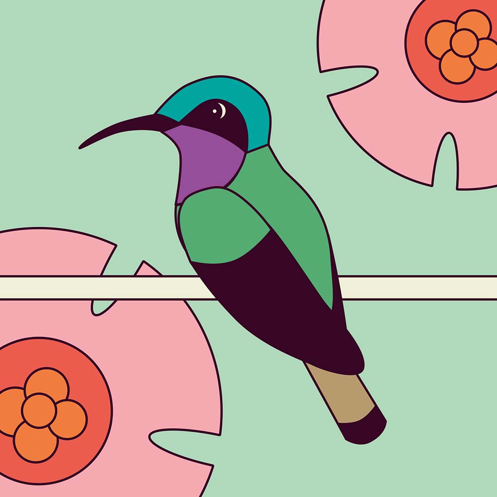 digital illustration Lazuline Sabrewing Hummingbird Jeanne Melchels