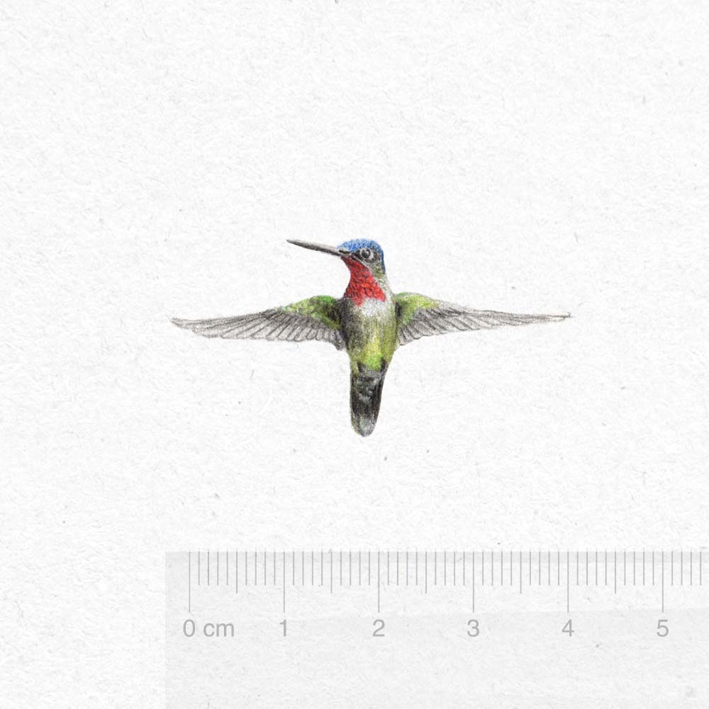 colored pencils miniature illustration Long-billed starthroat Hummingbird Jeanne Melchels