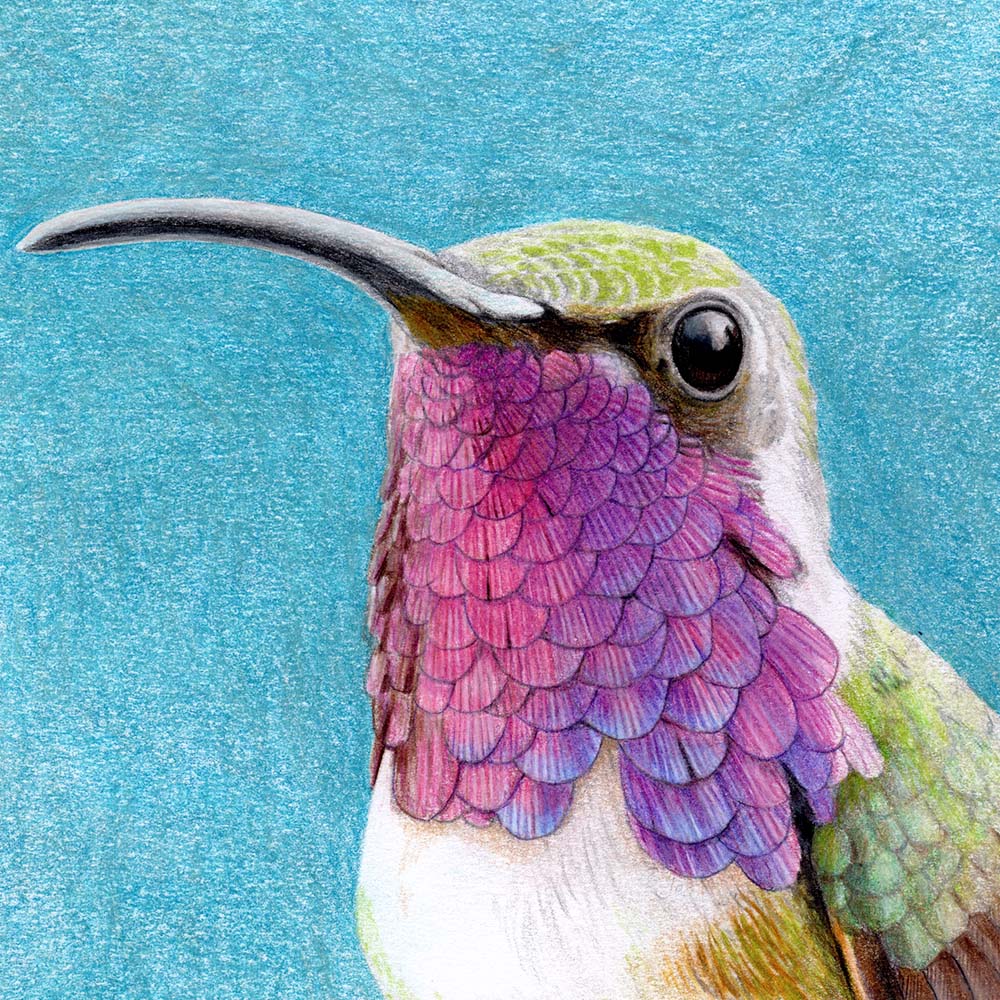 realistic colored pencil illustration Lucifer hummingbird  Jeanne Melchels