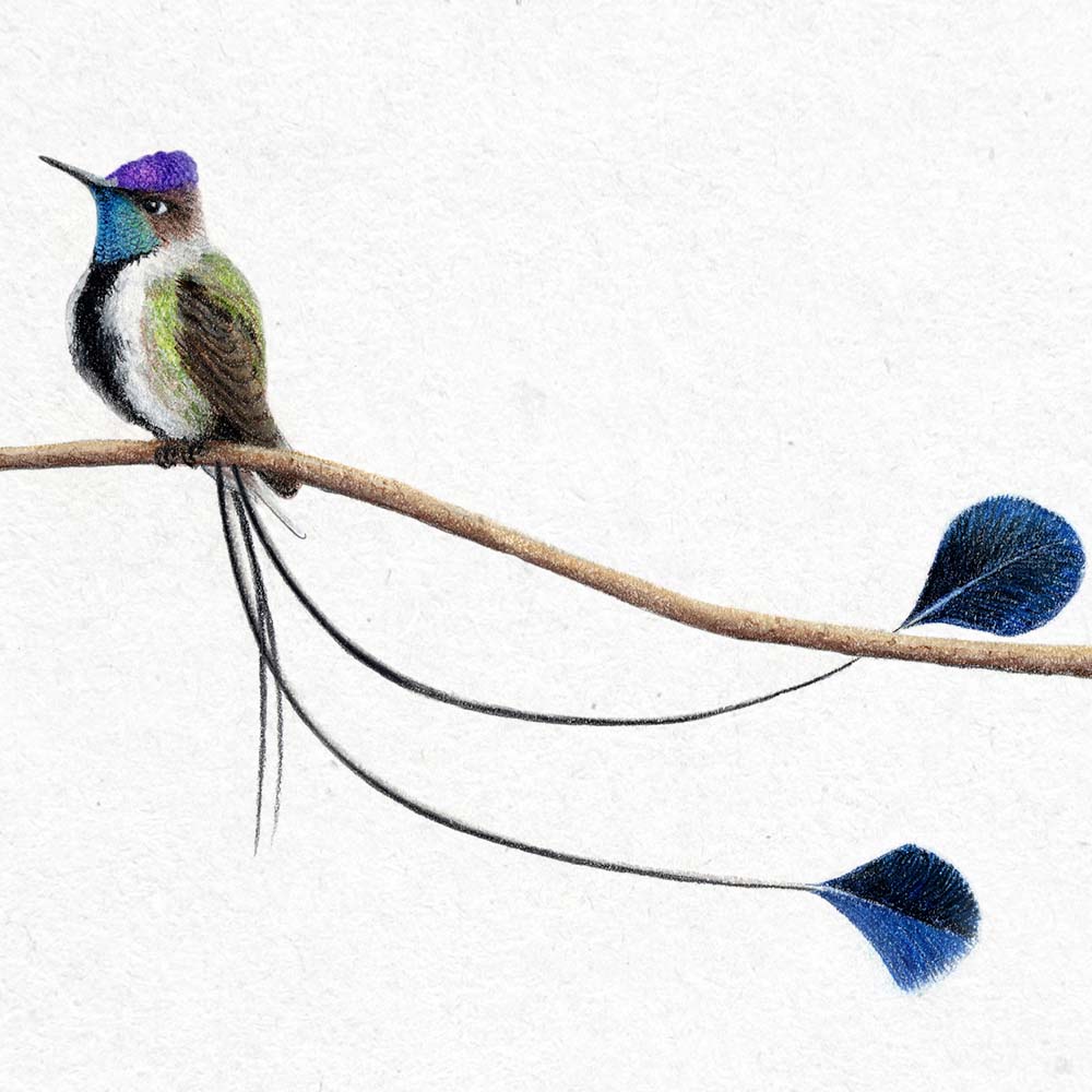 realistic colored pastel pencil illustration Marvellous spatuletail hummingbird  Jeanne Melchels