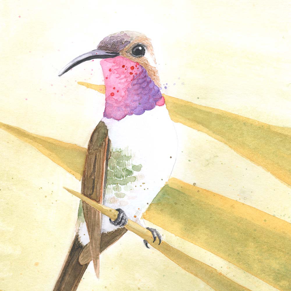 realistic watercolor illustration Mexican sheartail hummingbird Jeanne Melchels