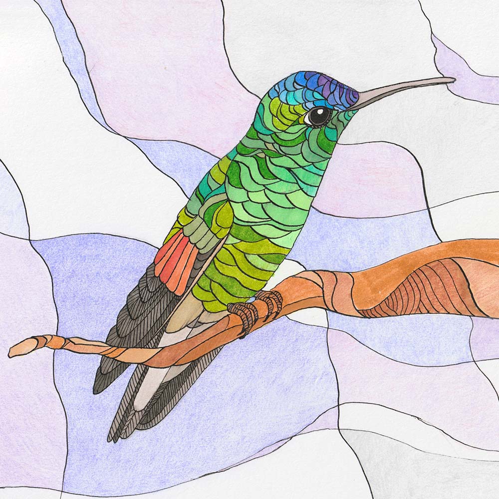 indian ink and marker illustration Oaxaca Hummingbird Jeanne Melchels