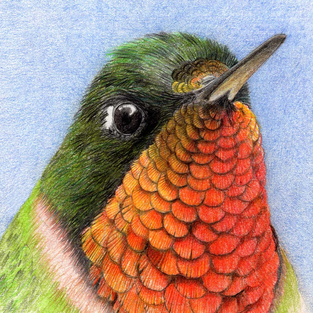 realistic colored pencil illustration Orange-throated Sunangel Hummingbird  Jeanne Melchels