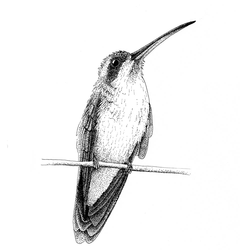 realistic fineliner illustration Pale-bellied hermit Hummingbird Jeanne Melchels