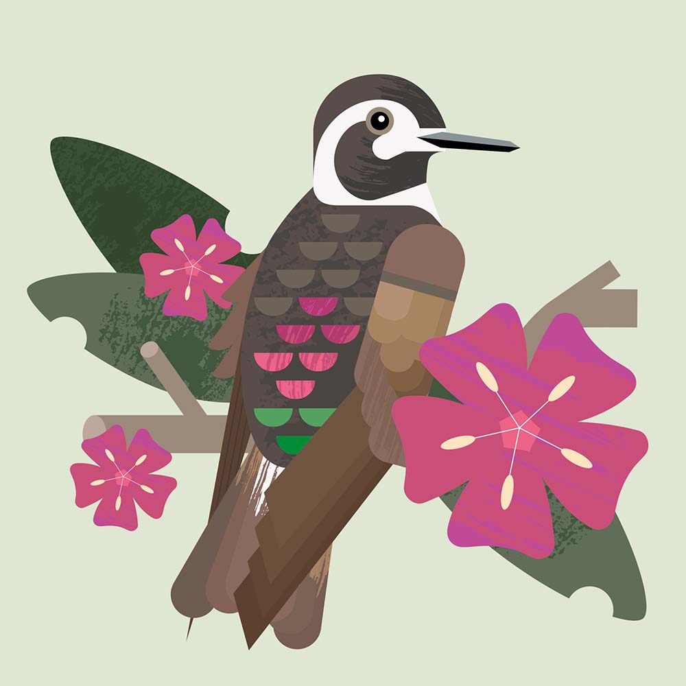 236-Purple-backed sunbeam hummingbird illustration Jeanne Melchels