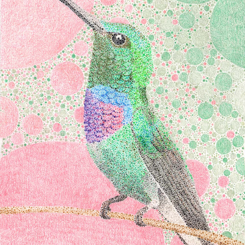 pointilism illustration Purple-chested hummingbird hummingbird Jeanne Melchels