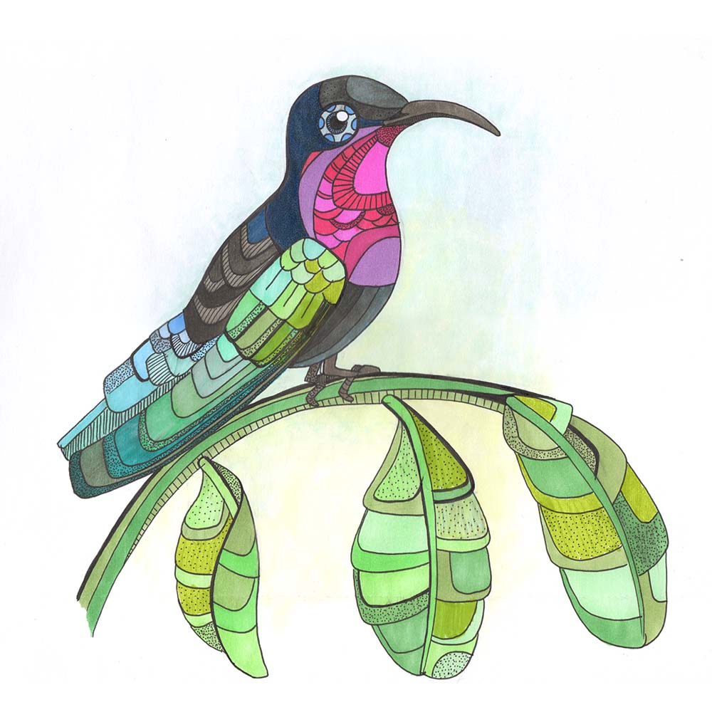 marker illustration Purple-throated carib emerald Hummingbird Jeanne Melchels