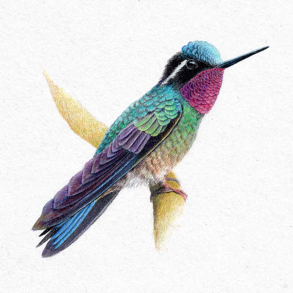 realistic colored pencil illustration Purple-throated Mountaingem Hummingbird Jeanne Melchels
