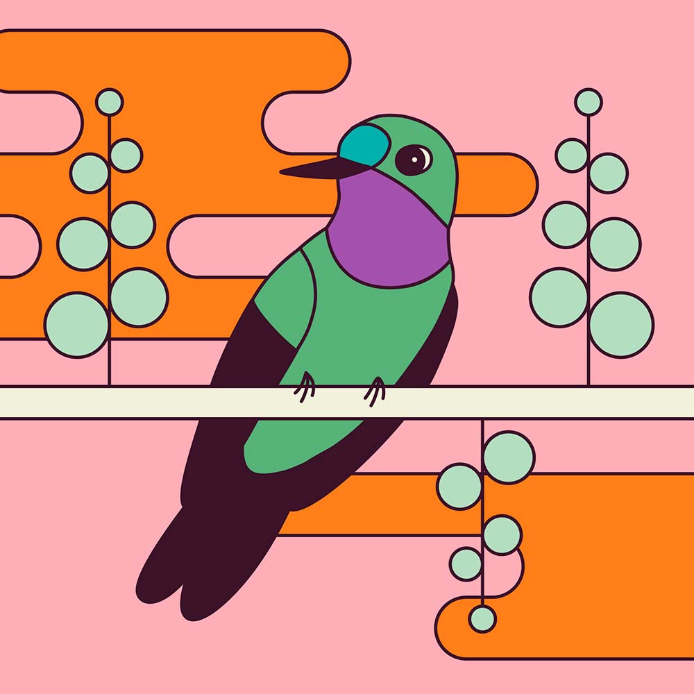 digital illustration Purple-throated Sunangel Hummingbird Jeanne Melchels