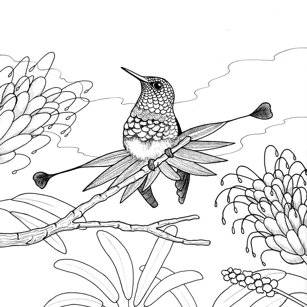 fineliner pen coloring page illustration Racket-tailed coquette hummingbird Jeanne Melchels