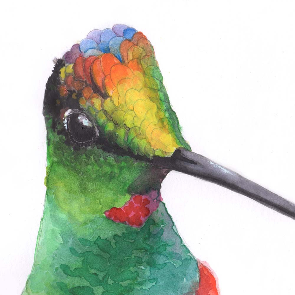 realistic watercolor illustration Rainbow starfrontlet hummingbird Jeanne Melchels