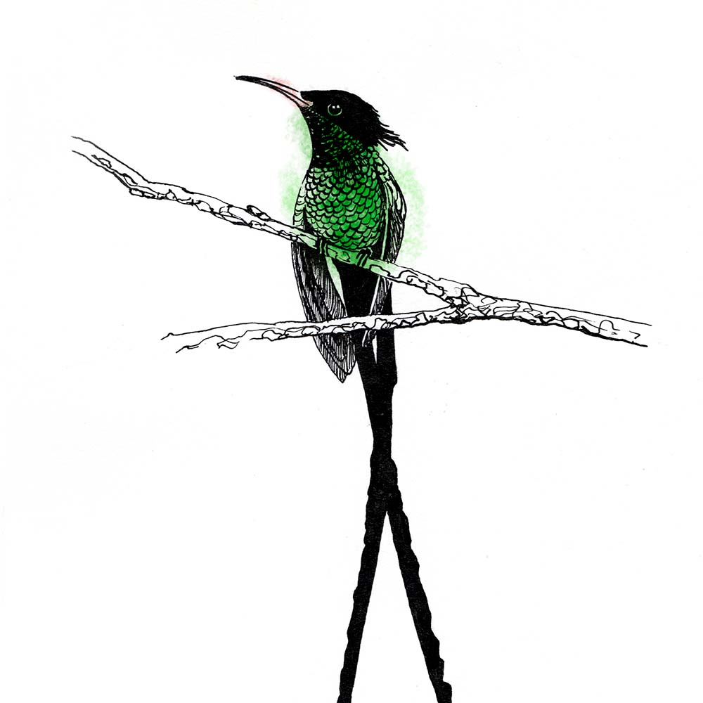 indian ink and Photoshop illustration Red-billed streamertail Hummingbird Jeanne Melchels