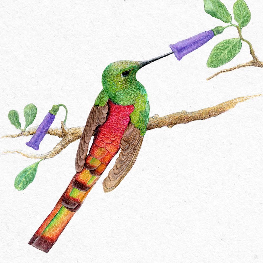 realistic colored pastel pencil illustration Red-tailed comet hummingbird Jeanne Melchels