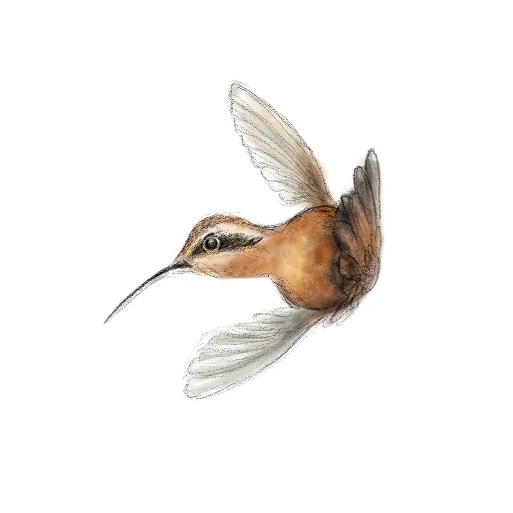 pecil sketch illustration with Photoshop coloring Reddish hermit hummingbird Jeanne Melchels