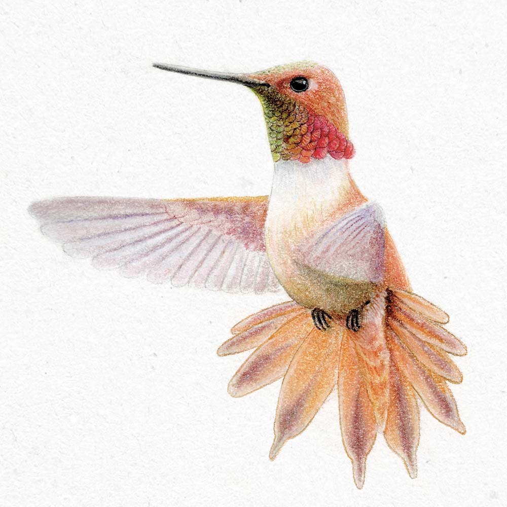 realistic colored pastel pencil illustration Rufous hummingbird Jeanne Melchels