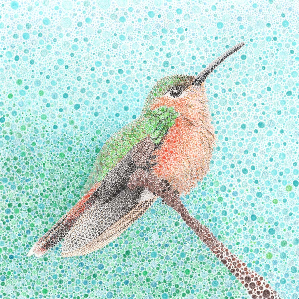 pointilism illustration Rufous Sabrewing Hummingbird Hummingbird Jeanne Melchels