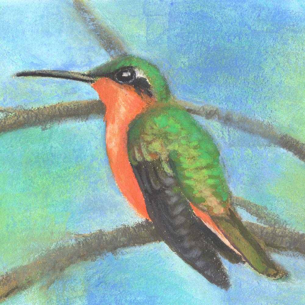 chalk pastel illustration Rufous-breasted Sabrewing Hummingbird Jeanne Melchels