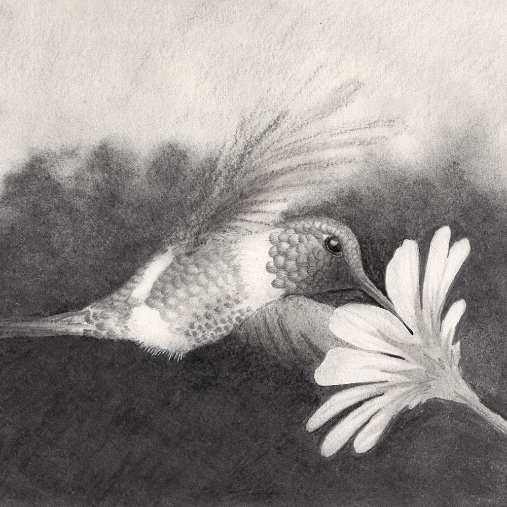 charcoal and graphite illustration Rufous-shafted Woodstar Hummingbird Jeanne Melchels