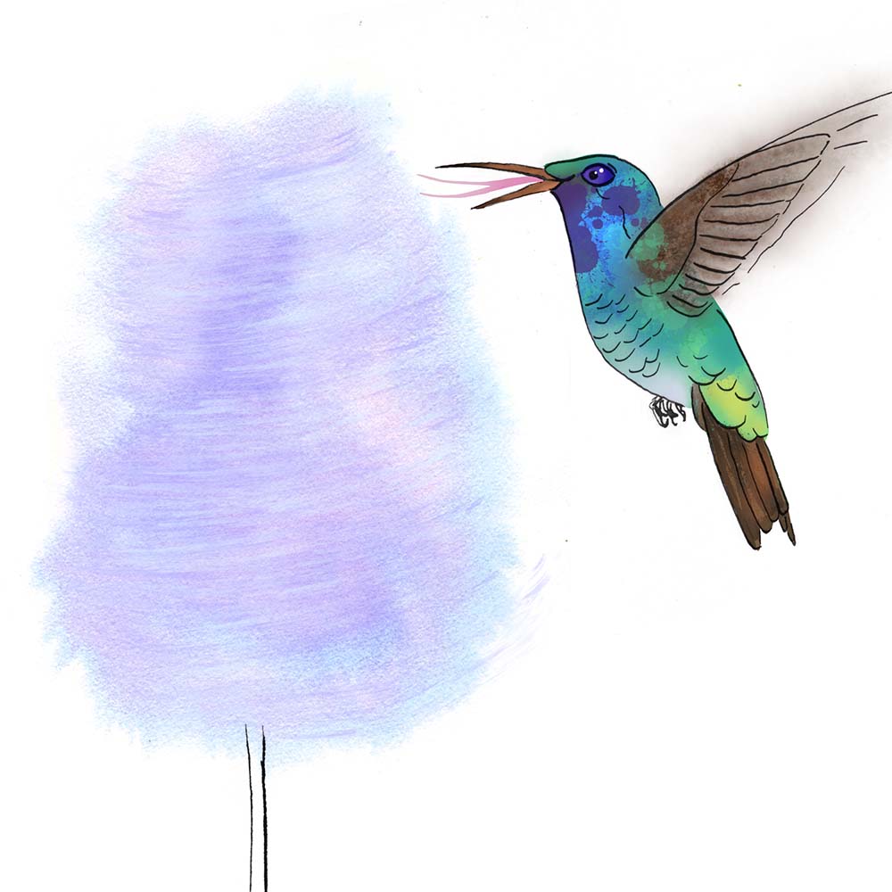 ecoline ink and digital Procreate illustration Sapphire-bellied Hummingbird Jeanne Melchels