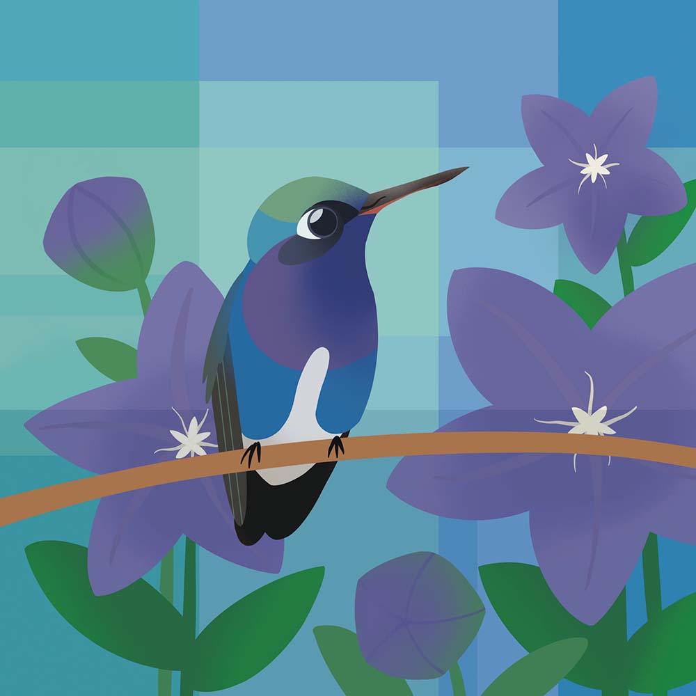 digital illustration Sapphire-spangled emerald Hummingbird Jeanne Melchels
