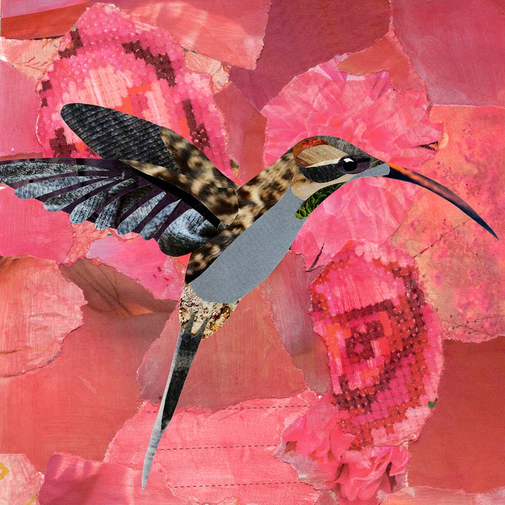collage illustration Scale-throated hermit Hummingbird Jeanne Melchels