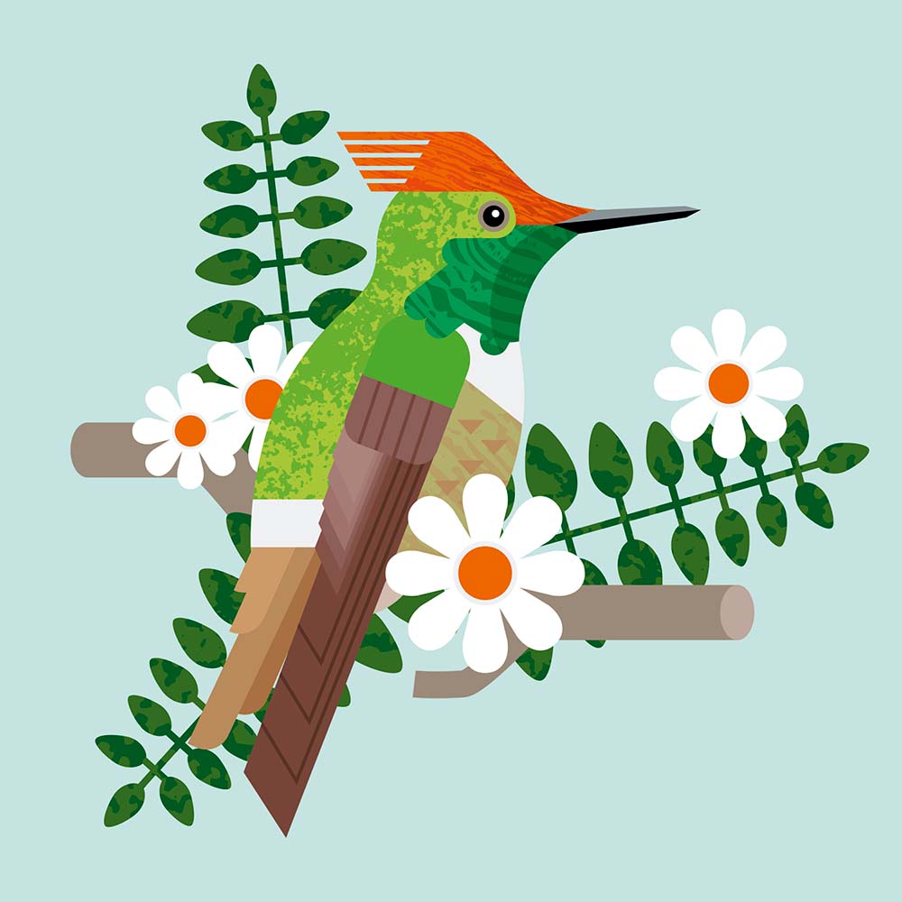 digital illustration Short-crested coquette hummingbird Jeanne Melchels