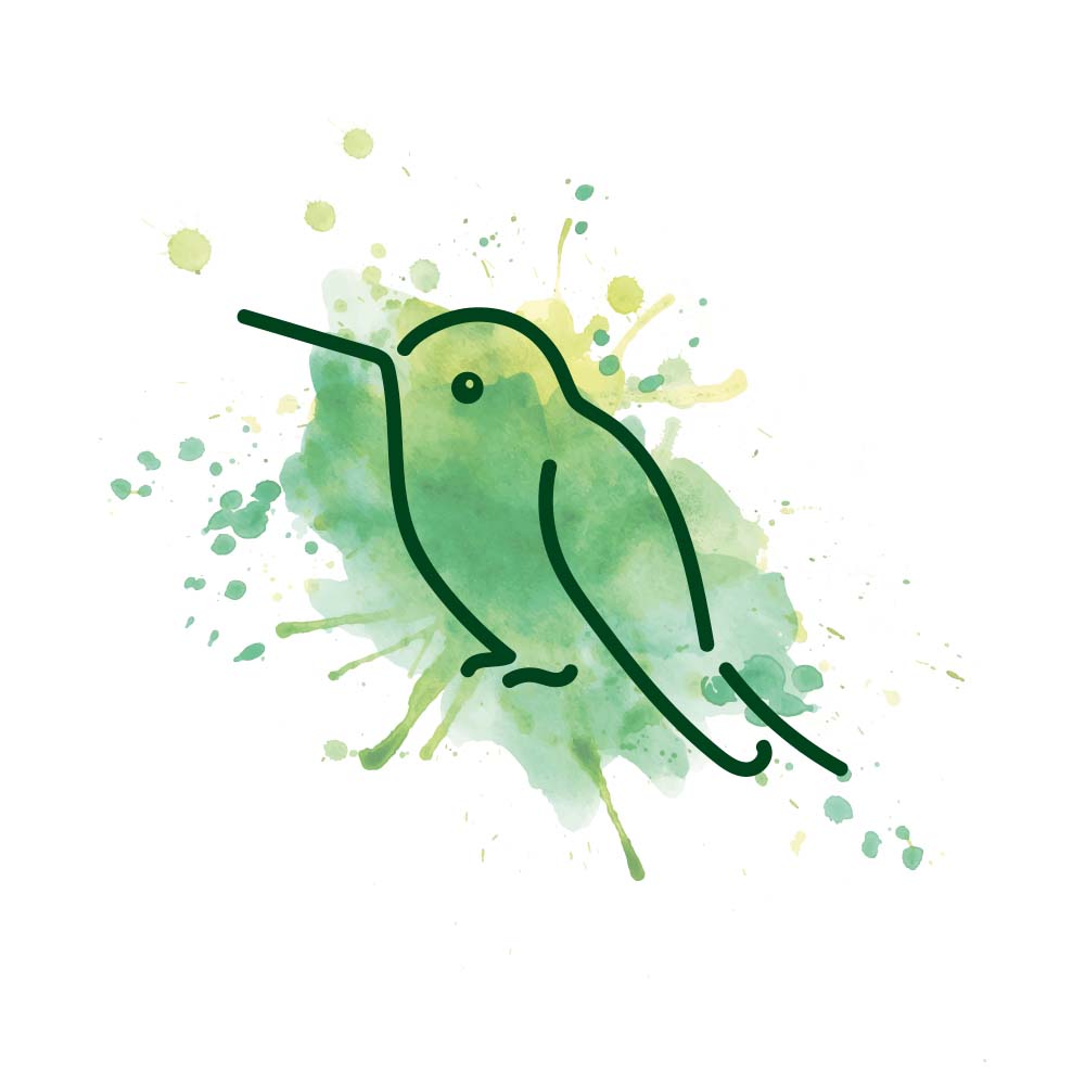 digital illustration Short-tailed emerald hummingbird Jeanne Melchels